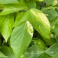  'Java White' Copper Leaf